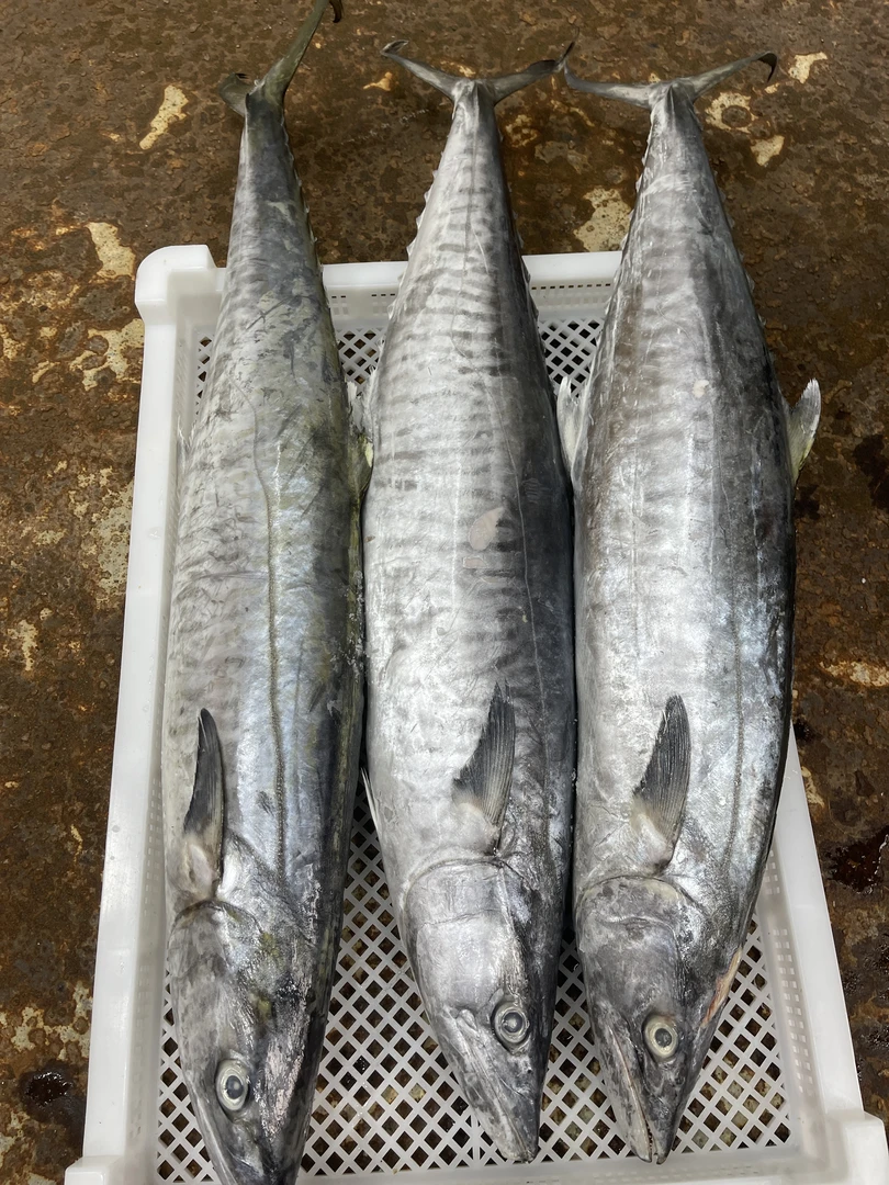 7斤正宗马鲛鱼海鲜博贺港新鲜鲜活速冻深海海钓肉质鲜嫩顺丰包邮