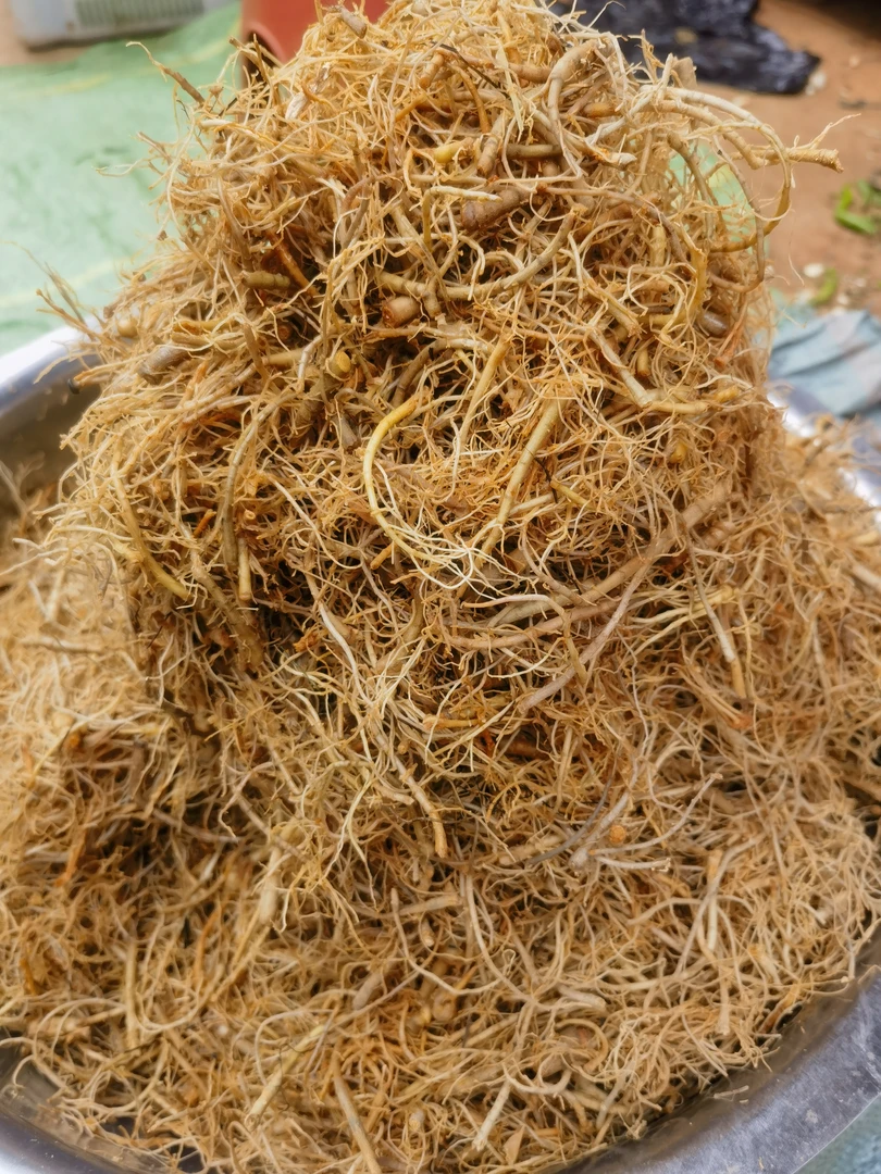 云南文山特产新鲜三七根