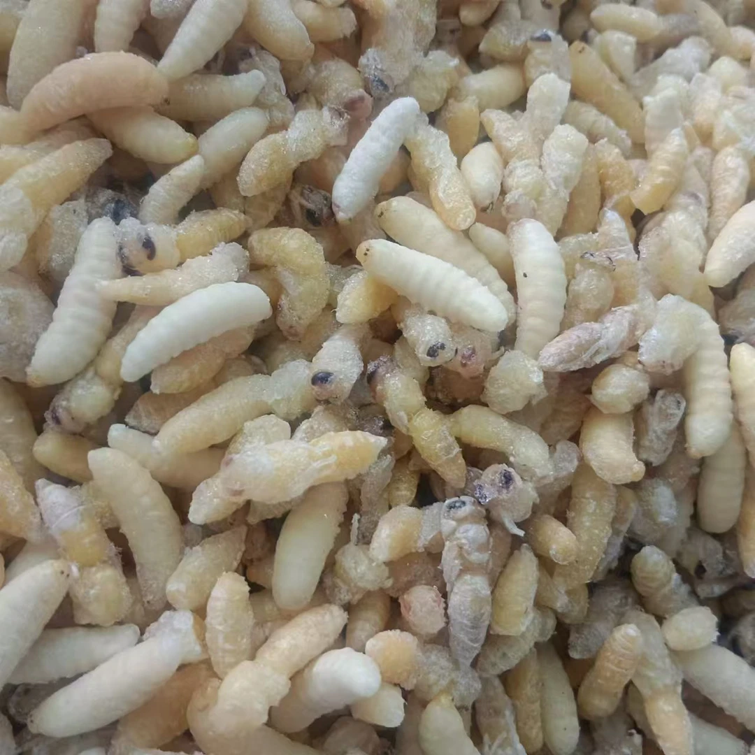 云南特产树蜂蜂蛹一级二级货冷冻空运发货