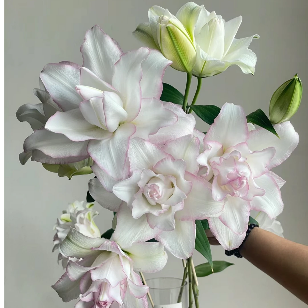 1颗百合种球【冰美人18-20】重瓣百合庭院阳台