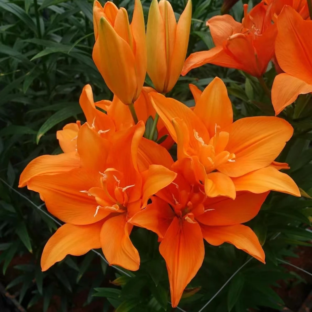 1颗百合种球【阿拉尼16-18】亚洲百合庭院阳台