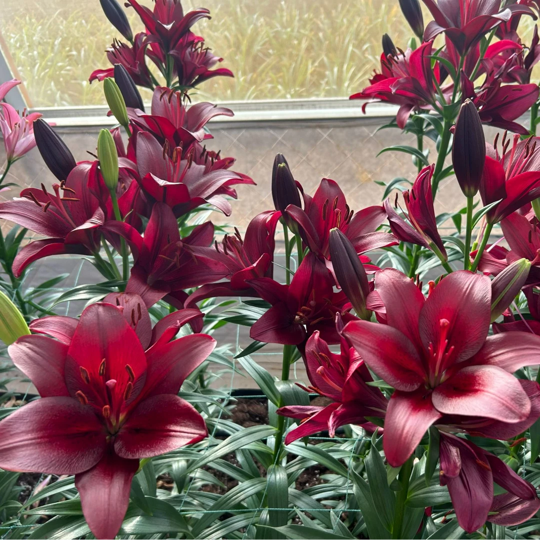 1颗百合种球【黑贝壳14-16】LA百合庭院阳台