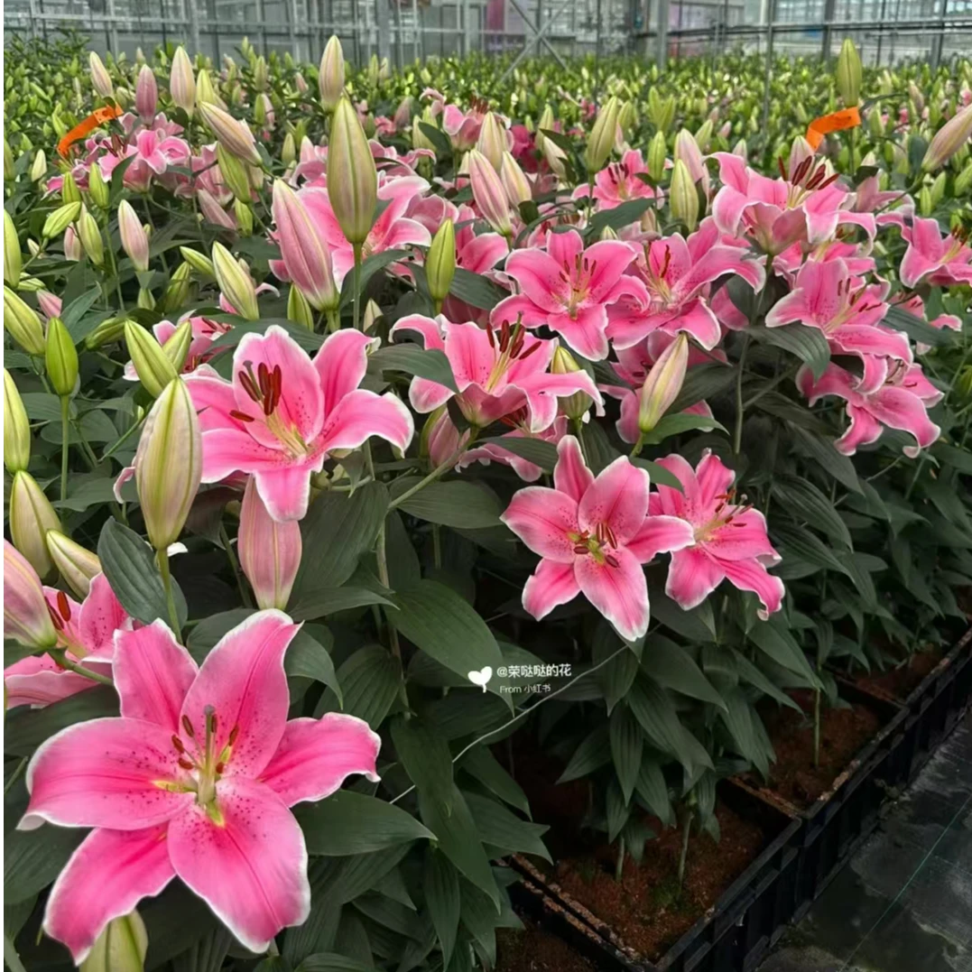 1颗百合种球【索邦18-20】O百合庭院阳台