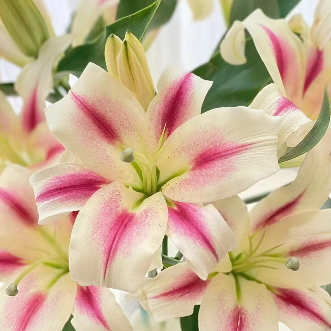 1颗百合种球【仙女16-18】OT系列百合系列