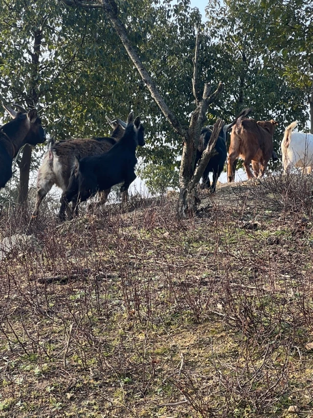 本地放养山羊鲜肉十斤