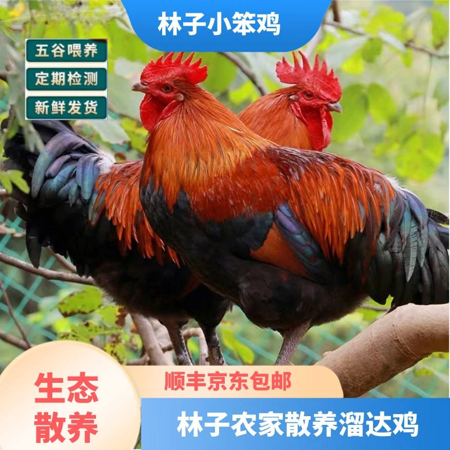 《京东冷链》《3只公鸡》农家散养溜达鸡毛重13斤多，净重9斤以上