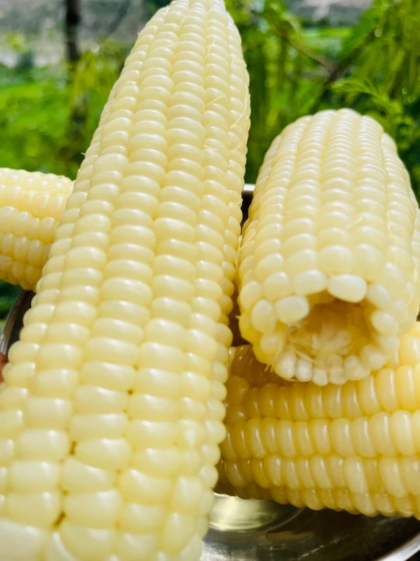 云南怒江农家自种白糯玉米带皮包邮到家