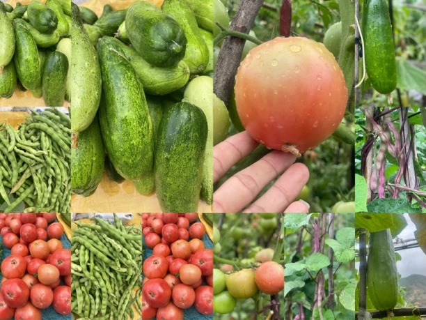 云南怒江农家自种新鲜蔬菜瓜果组合净重5斤