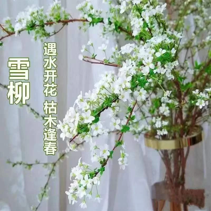 干枝雪柳遇水开花水养鲜枝花卉绿植插花喷雪花干枝雪柳水培花泡水