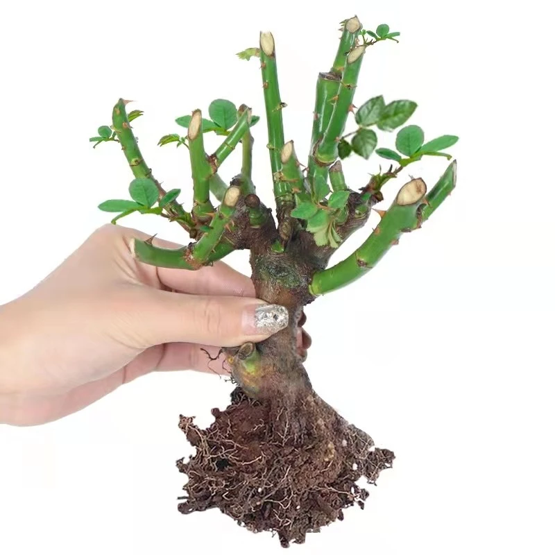 浓香型玫瑰花老桩老根四季开花月季花苗盆栽室内阳台盆栽特大花
