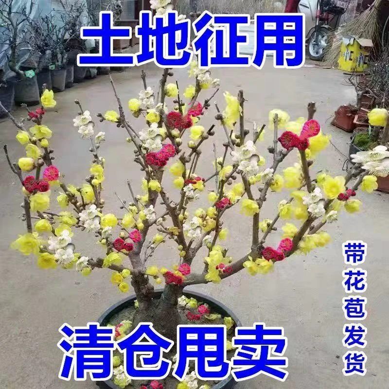 【带花苞】20天开花浓香腊梅花树苗地栽耐寒梅花四季开花卉室外绿植