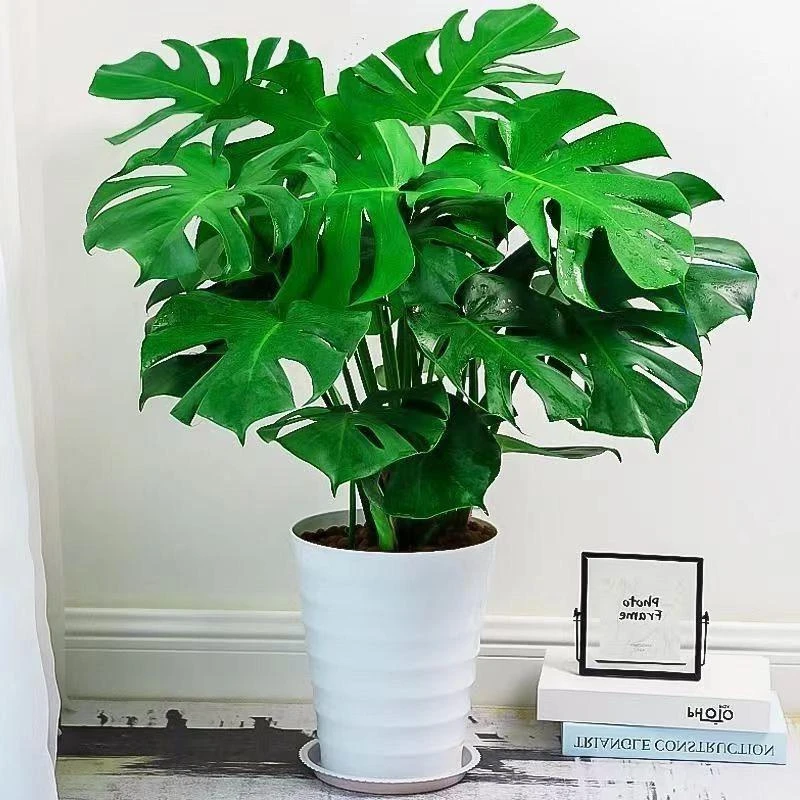 龟背竹大叶龟背竹四季长青绿植植物阳台卧室客厅办公室花卉好养活