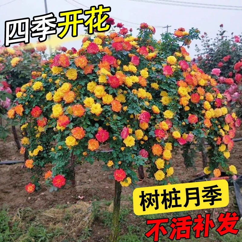 姿檬树桩月季花苗特大花庭院植物嫁接四季树状棒棒糖月季树苗盆栽