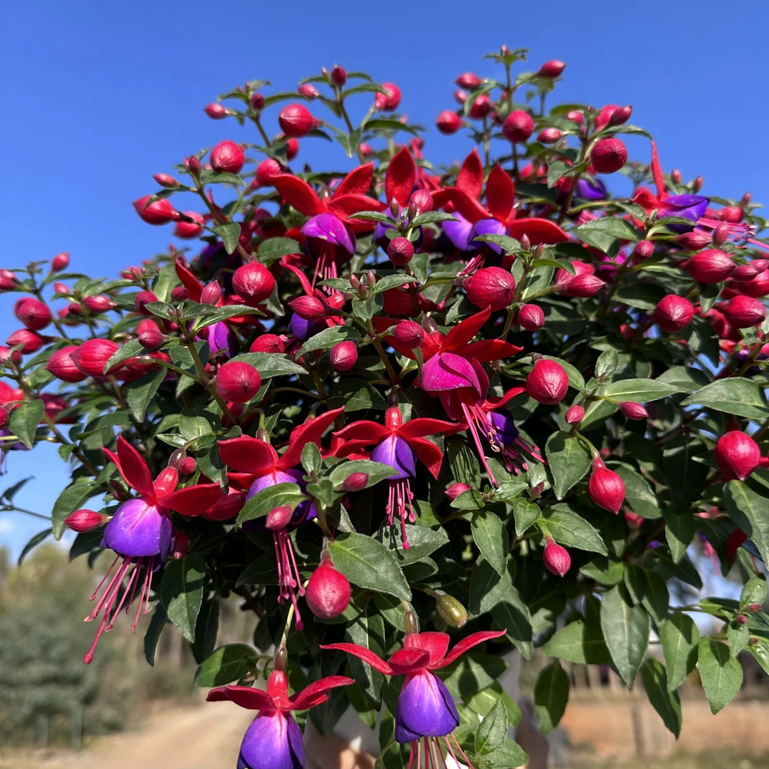 【大盆红牡丹】灯笼花倒挂金钟年宵花垂吊绿植盆栽阳台庭院好养观赏