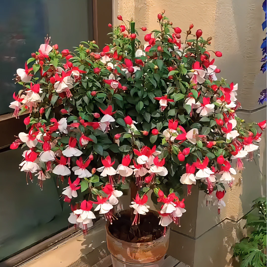 【灯笼花棒棒糖】重瓣灯笼花倒挂金钟年宵花垂吊绿植盆栽地栽好养