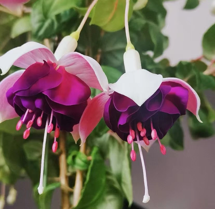 【金婚】紫色灯笼花倒挂金钟年宵花垂吊绿植盆栽地栽阳台庭院好养护