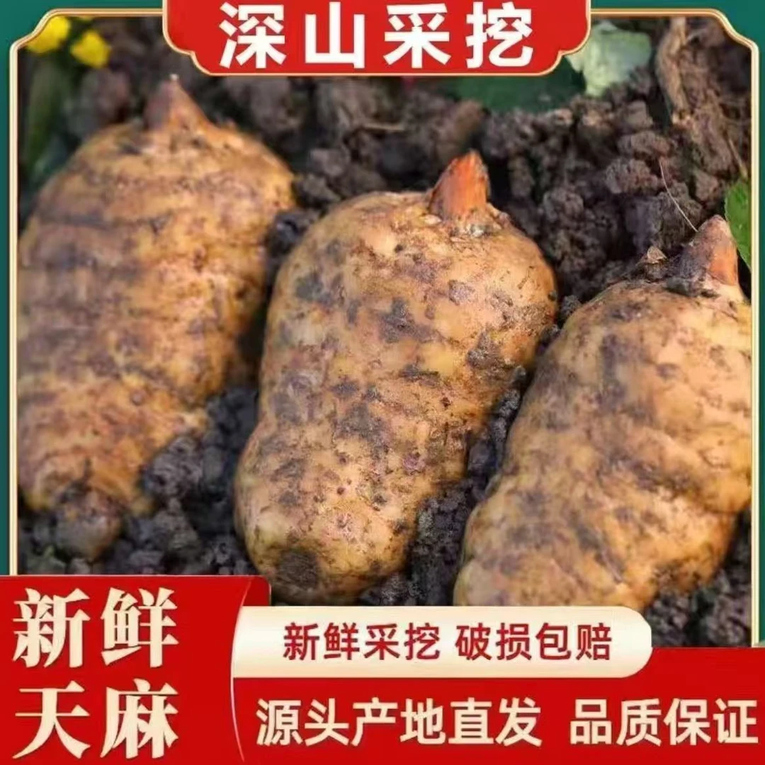 天麻之乡贵州大方鲜天麻野生仿野生天麻鸡火锅高天麻正宗野天麻