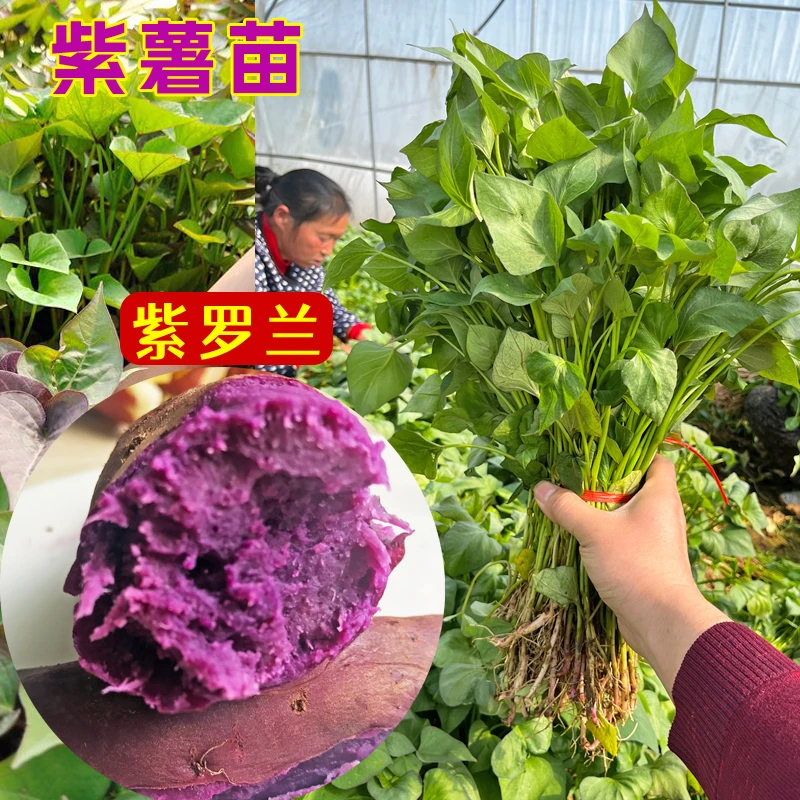 紫薯苗紫罗兰番薯苗原种紫心地瓜种苗带根发货红薯秧子高产耐旱