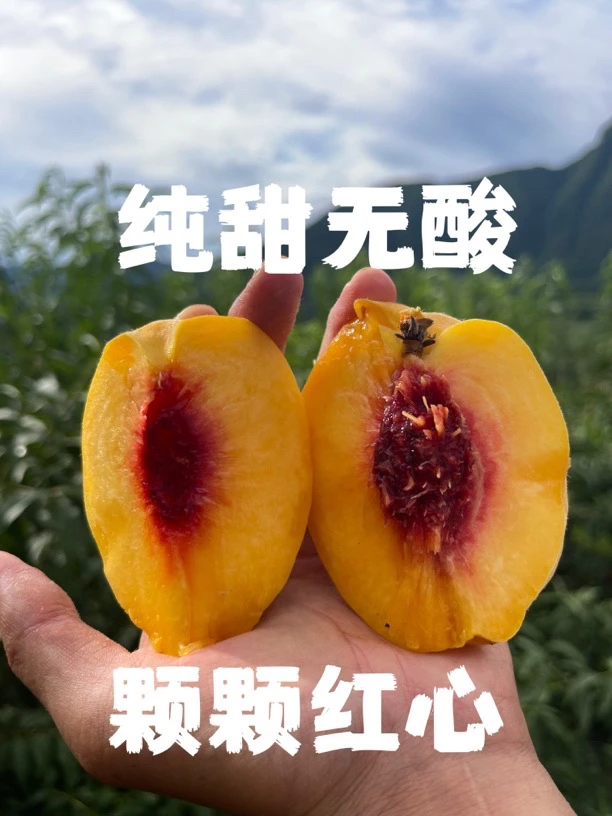 精品礼盒装，送人首选，精品锦绣黄桃颗颗大，金黄果肉，纯甜无酸