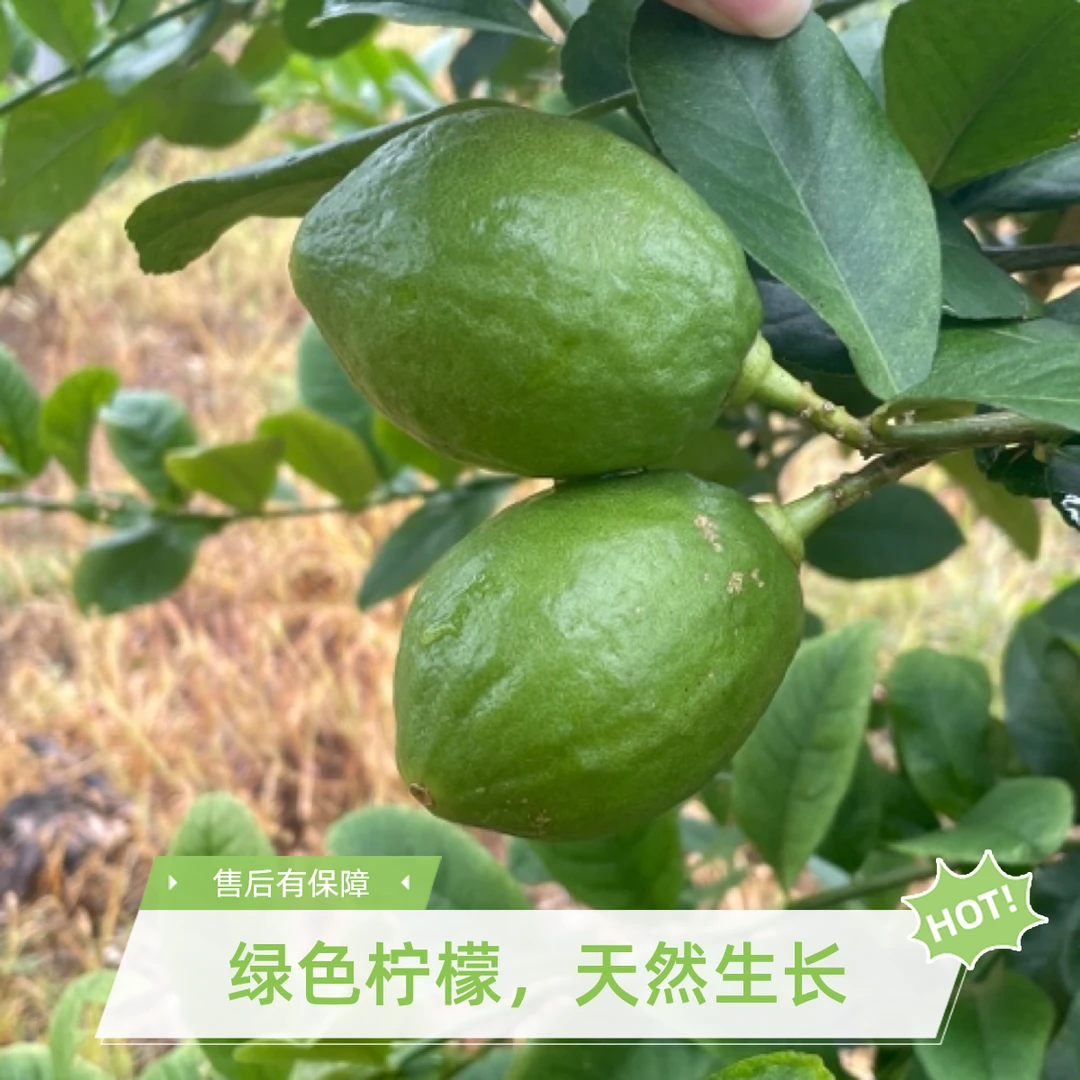 正宗无核广东香水柠檬