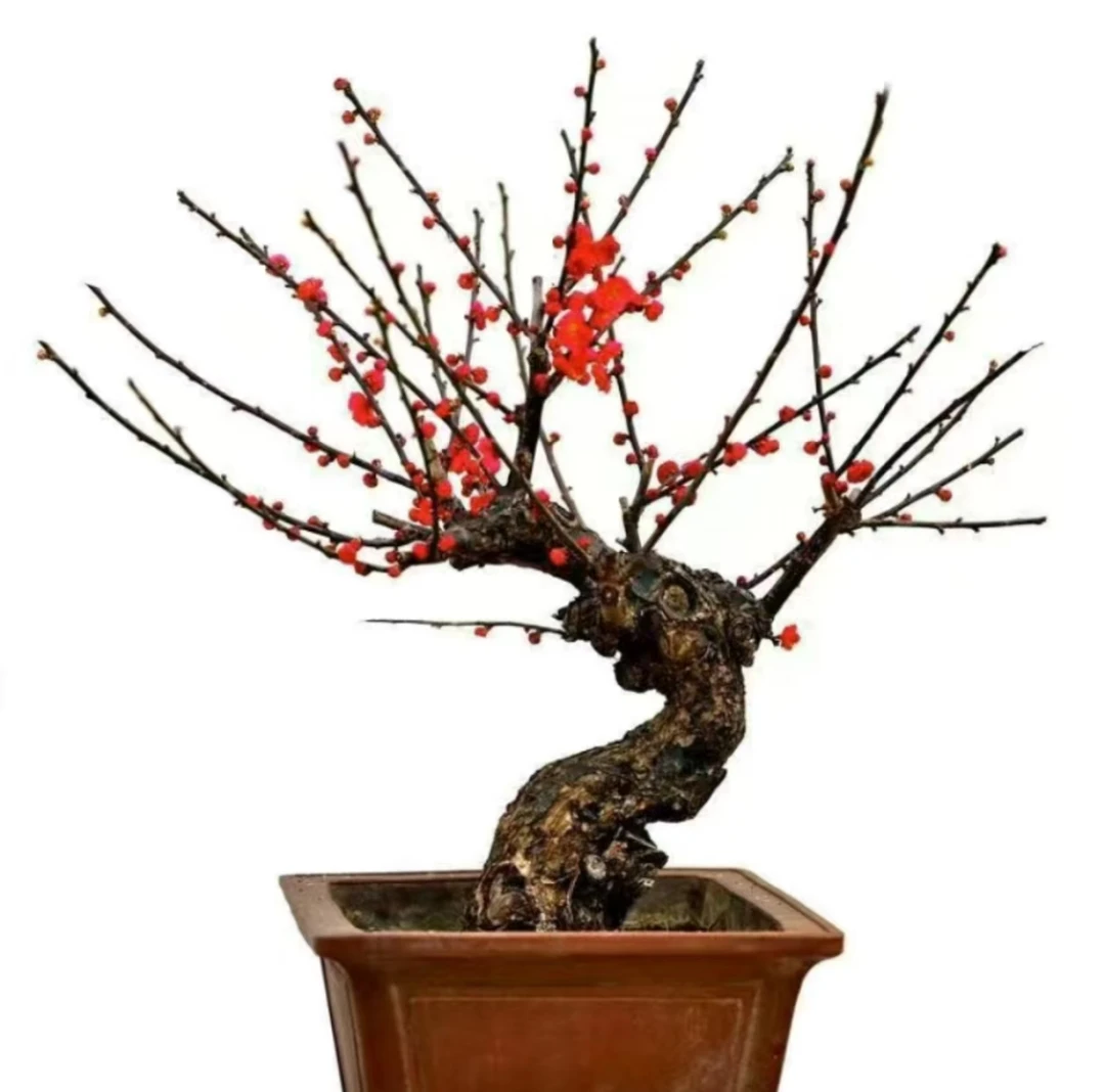 精品梅花花会盆景