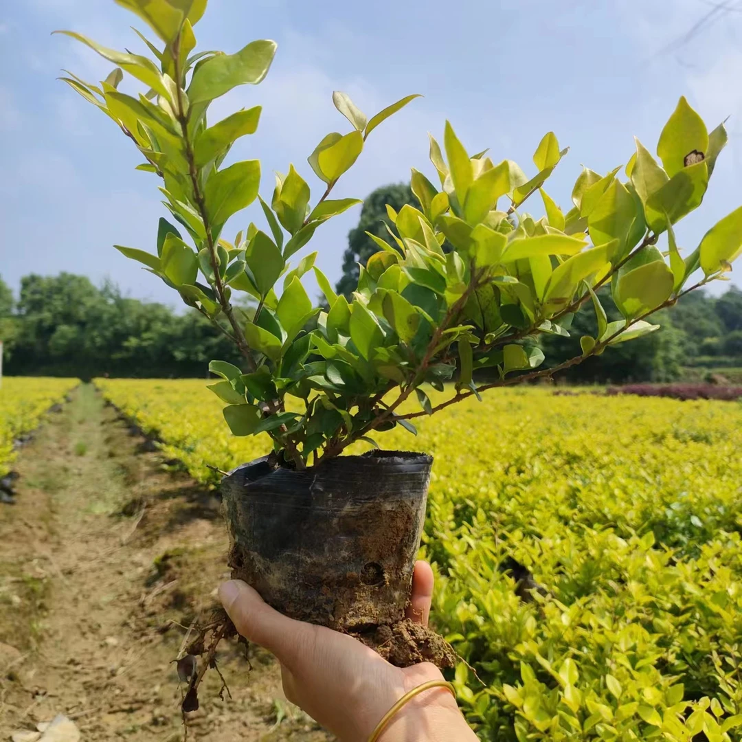 杯苗,植物简单春季阳台庭院美观观叶