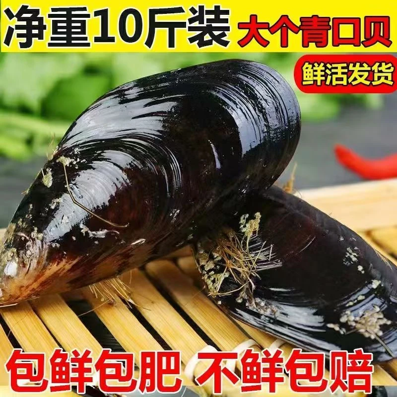 【顺丰包邮】鲜活特大青口贝新鲜大海虹淡菜野生贻贝贝类水产海鲜