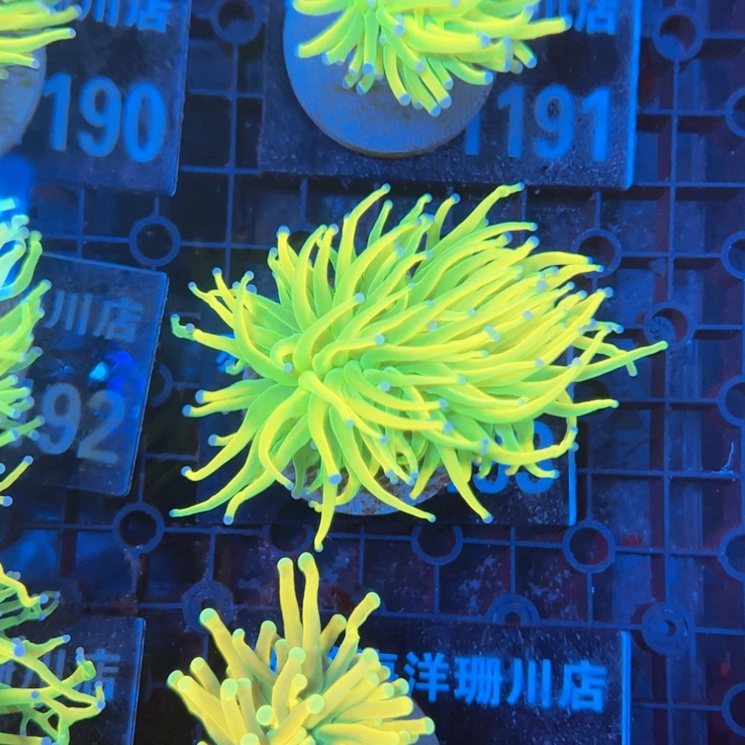 【闪购商品】11193