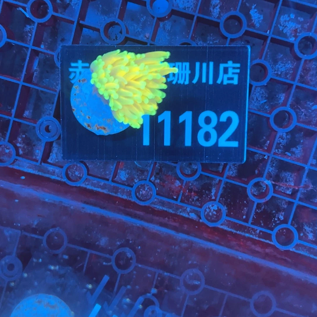 【闪购商品】7****311182