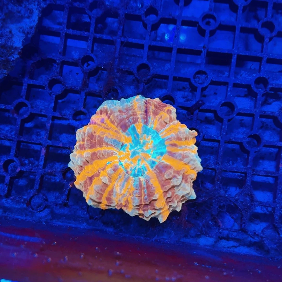 【闪购商品】沙*海ggggggg