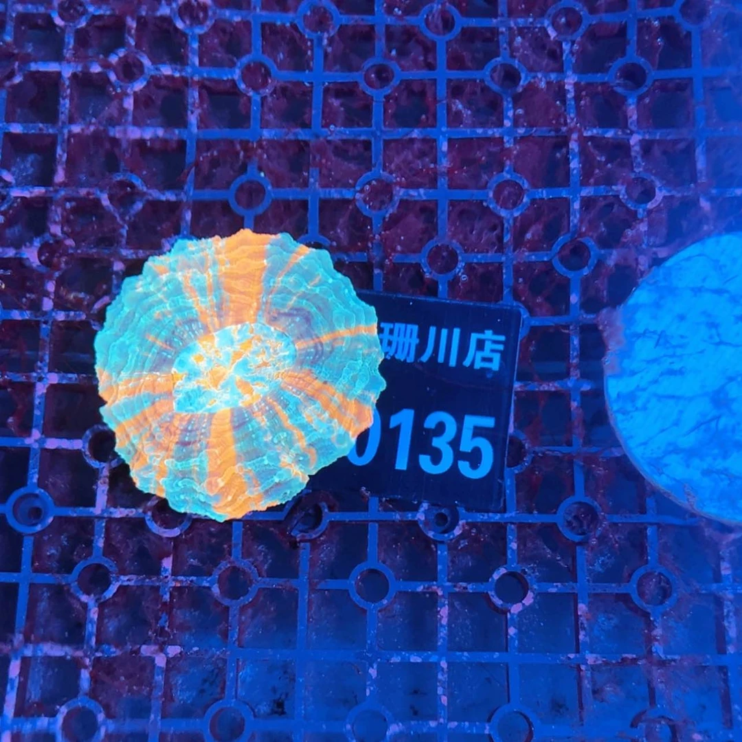 【闪购商品】中*10135