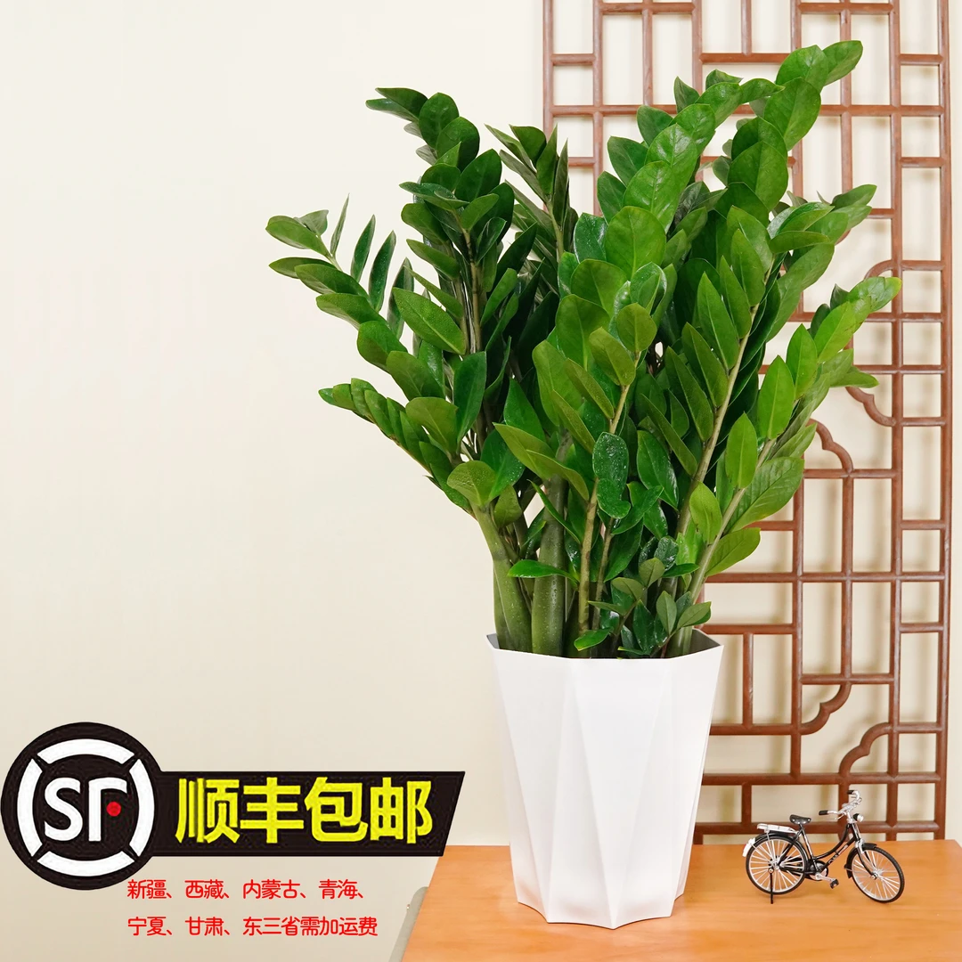 【大型金钱树】85-100cm鲜活盆栽好养美观常青土培植物室内客厅绿植