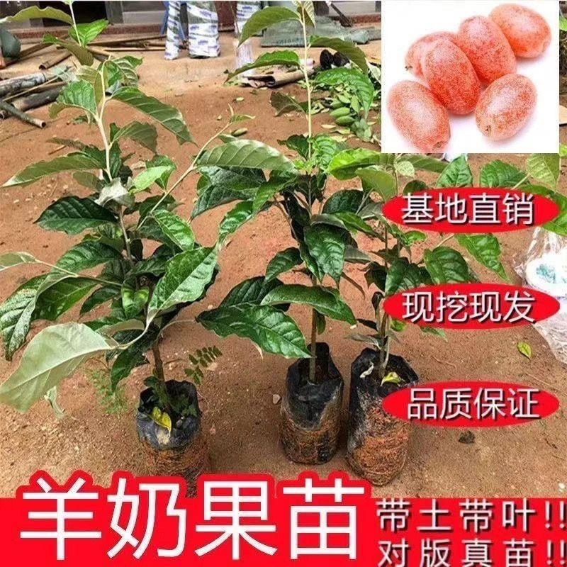 正宗德甜二号羊奶果树苗纯甜高档羊奶果苗果树牛奶老桩云贵川种植