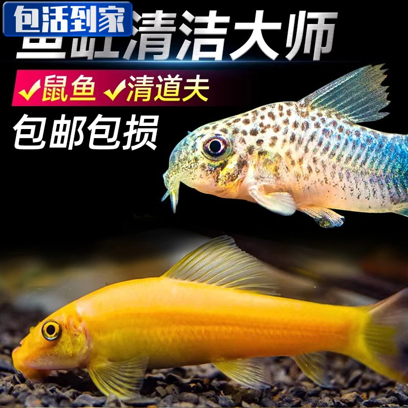清苔鼠金苔鼠鱼热带观赏鱼清道夫鼠鱼鱼缸除藻鱼清洁鱼活体工具鱼