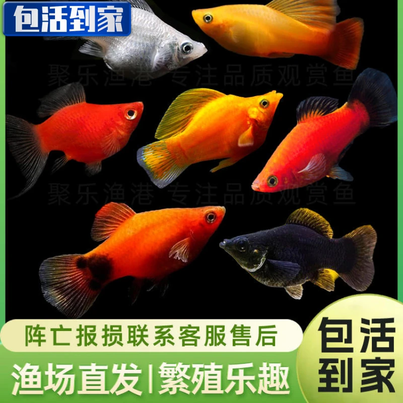 包邮除油膜玛丽鱼皮球鱼好养耐活观赏鱼活体易繁殖小型热带鱼混养