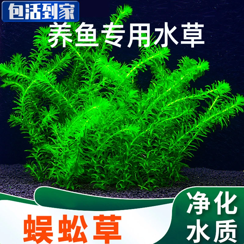 鱼缸造景竹节草火山石蜈蚣草定植活体淡水植物阴性水草懒人套餐