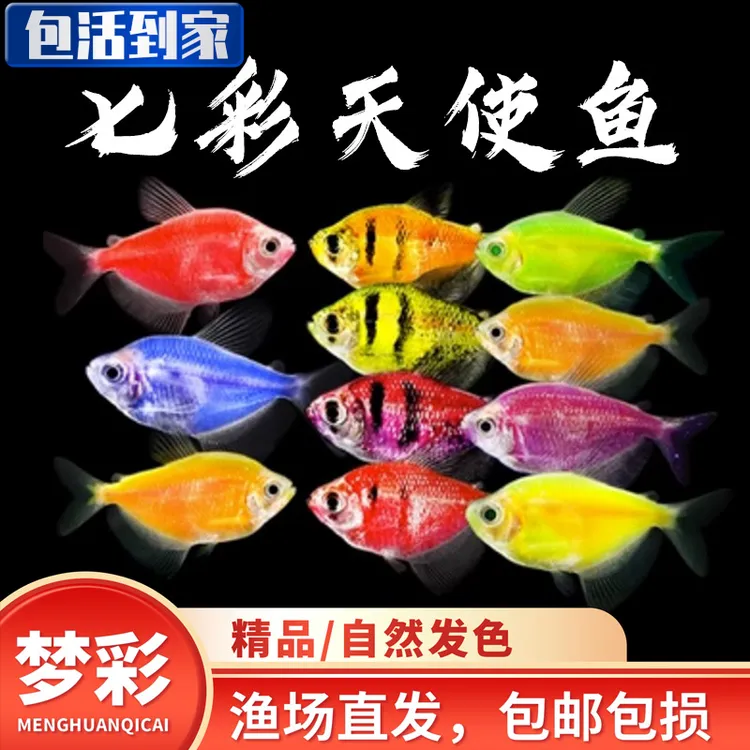 天使鱼糖果色天使拉拉鱼七彩鱼群游鱼活体小型观赏鱼热带鱼活鱼