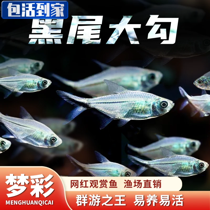 水族混养活体黑尾大勾群游鱼好养的小型热带鱼群游观赏鱼小型鱼
