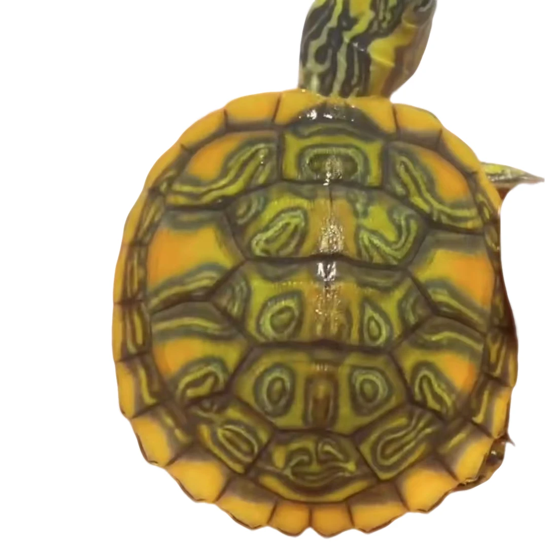 人工养殖观赏乌龟直播链接