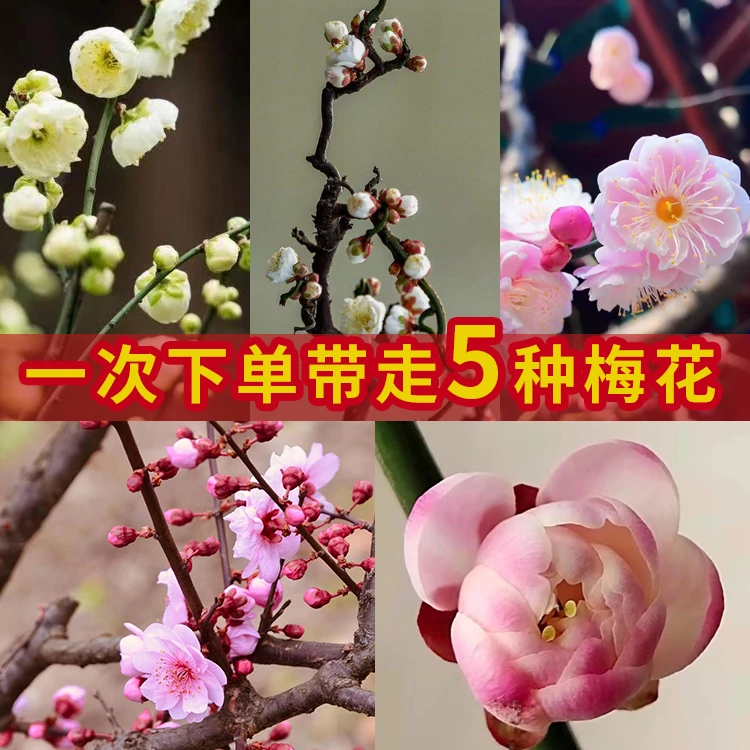 龙游梅美人梅宫粉梅绿梅荷花玉蝶梅3-5年小桩
