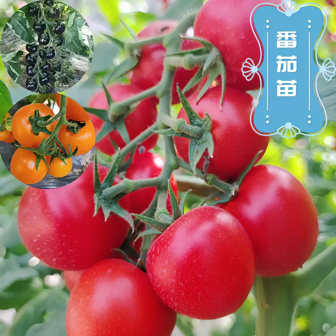 番茄苗蔬菜秧苗辣椒苗茄子苗矮生苗秧苗育苗成活快速浇水种植生长