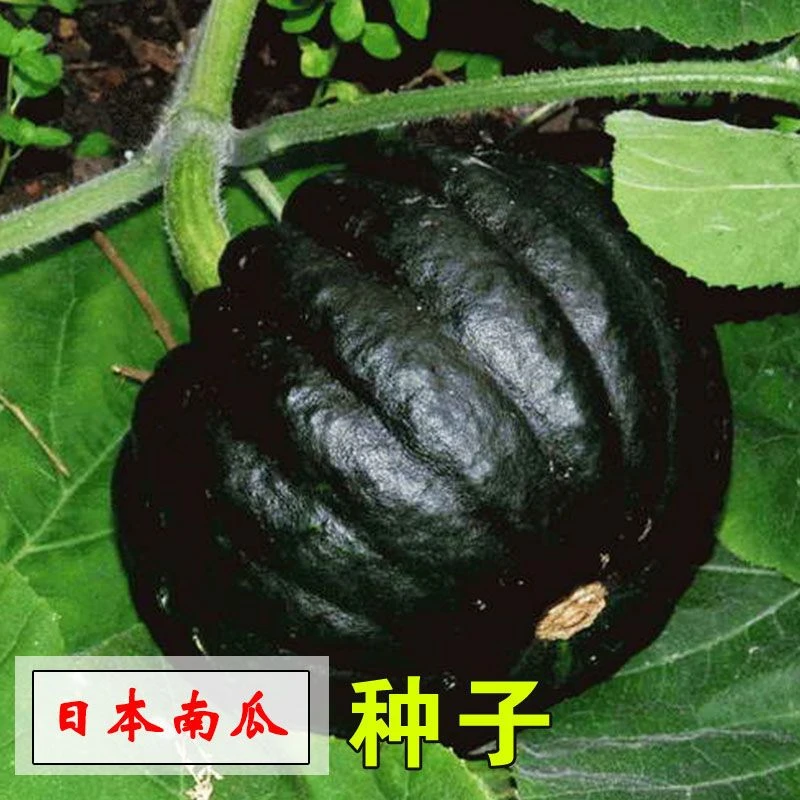 (新客立减)日本南瓜种子甜面黑色疙瘩瓜种籽甘粉肉厚爬藤四季瓜果