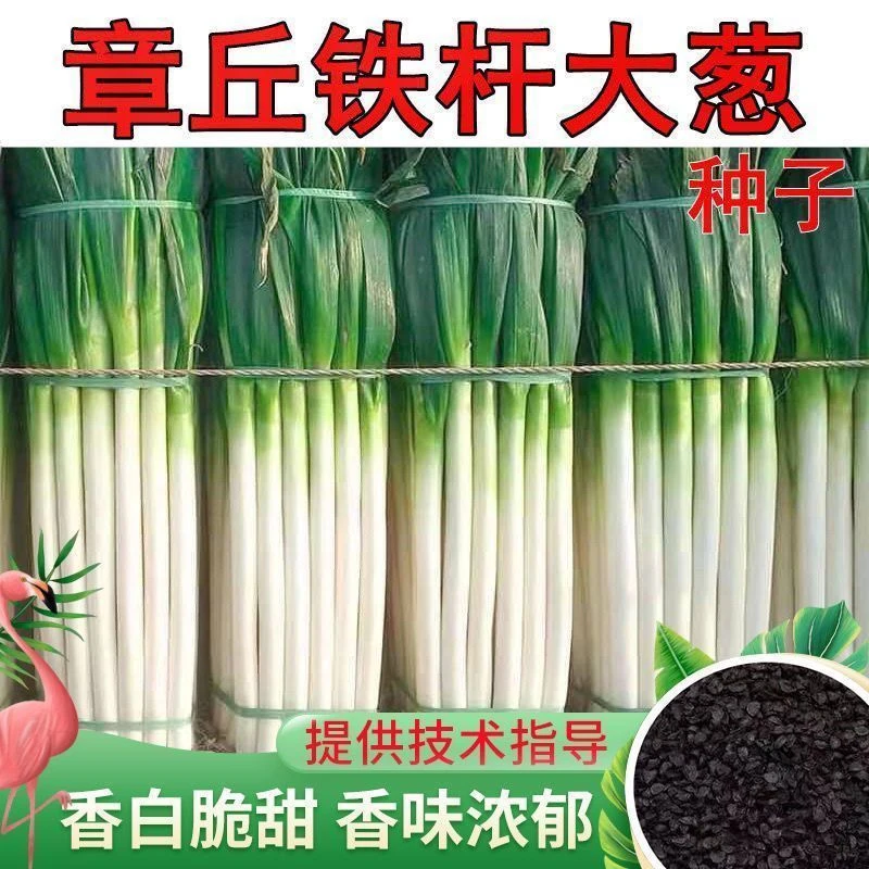 （新客立减）山东章丘大葱种子铁杆耐寒耐旱易种种籽山东大葱