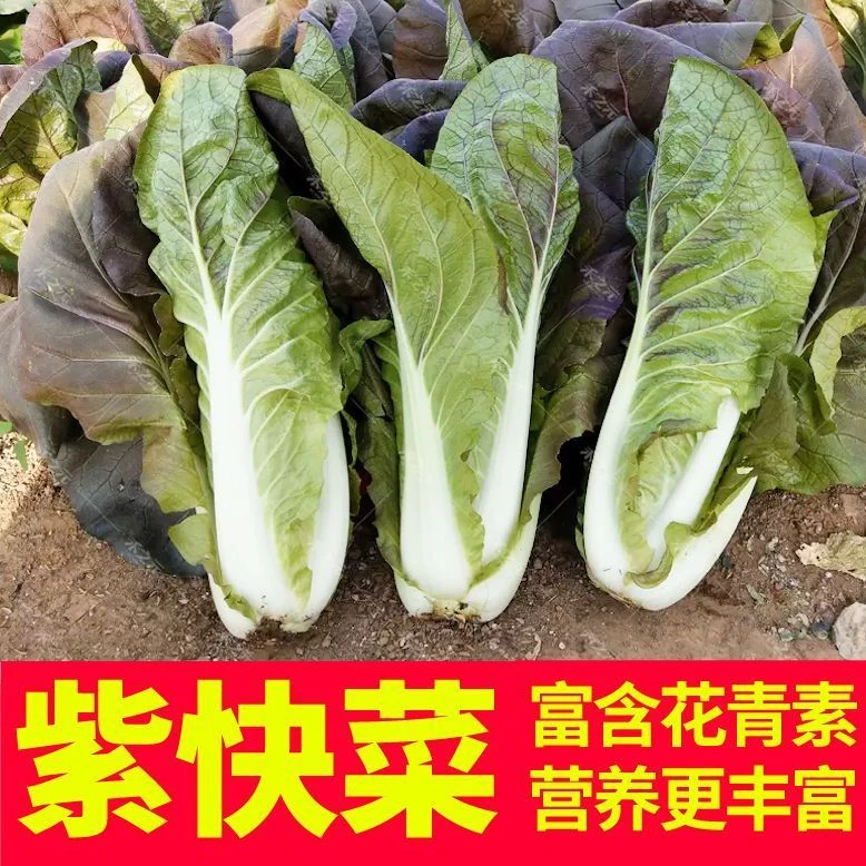 【买二送一】奶油紫快菜种子四季阳台盆栽白菜紫叶菜当季速生种籽