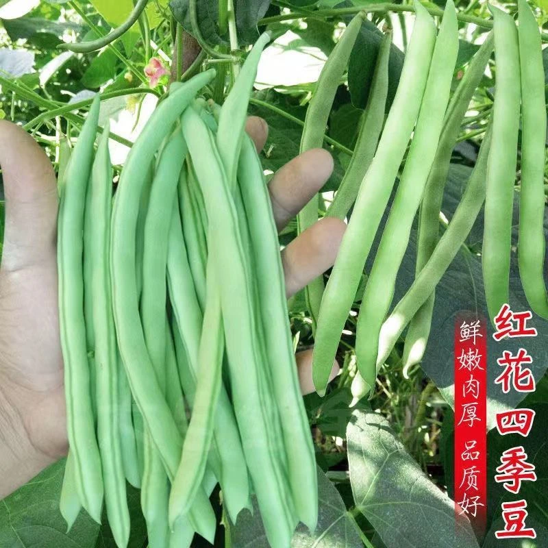 (新客立减)高产早熟有架四季豆种子爬藤庭院四季豆红花四季豆无筋