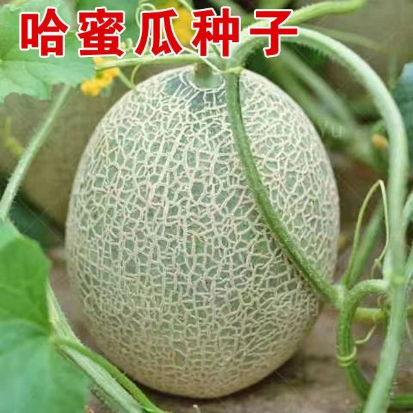 (新客立减)新疆哈密瓜种子甜瓜水果种子网纹甜瓜香瓜种子四季