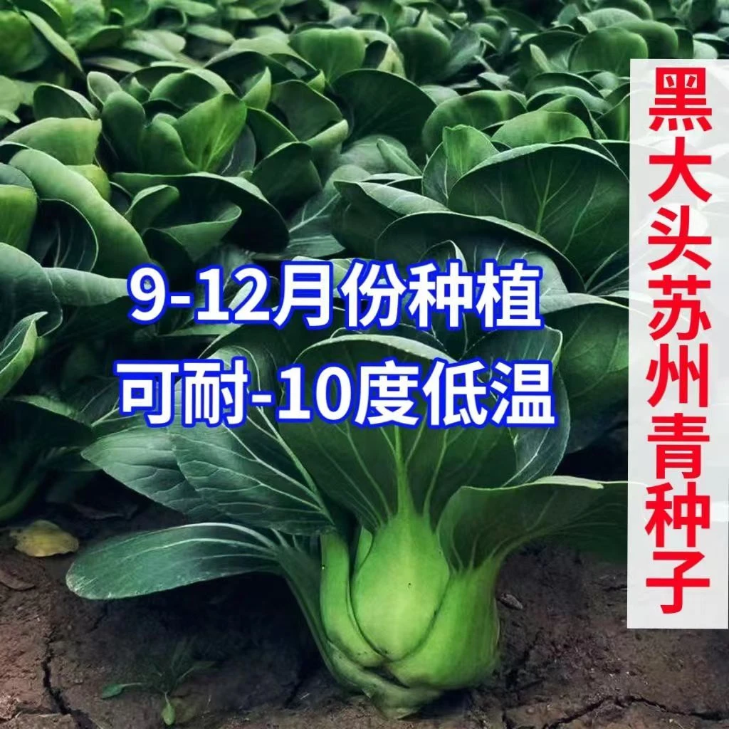 （买二送一）矮脚黑叶苏州青种子耐热寒阳台盆栽四季蔬菜种子大全