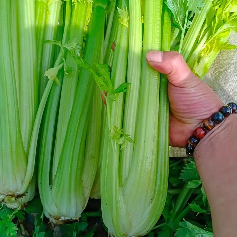 (新客立减)玻璃脆芹种子清香玻璃脆芹菜种籽四季播种庭院蔬菜种子