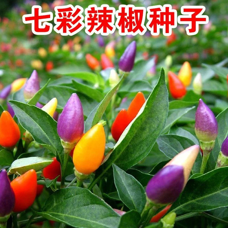 (新客立减)多彩迷你椒观赏椒七彩椒五彩椒蔬菜种子阳台盆栽四季播
