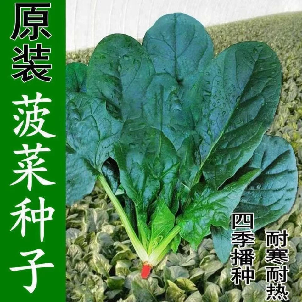 耐寒越冬大叶菠菜四季耐热红根大叶菠菜家庭盆栽小院蔬菜种子